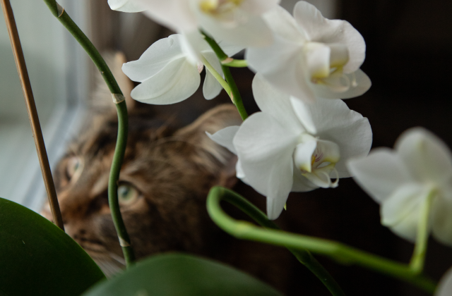 Kissa kukkien takana